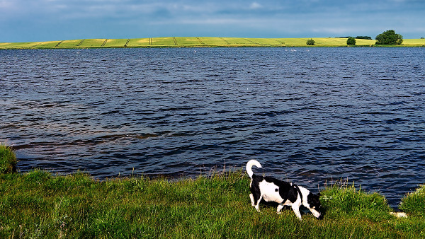 Fewo-Hund-Ostseekuste