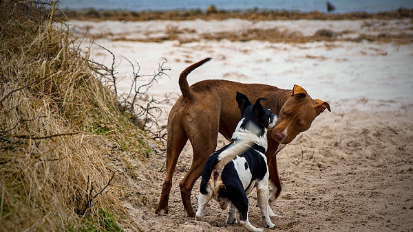 Hundeurlaub-Insel-Usedom