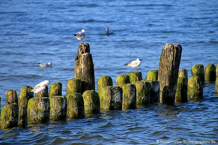 Möwen in Koserow an der Ostsee