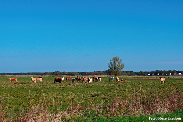 Weidelandschaft mit Kühen bei Trassenheide