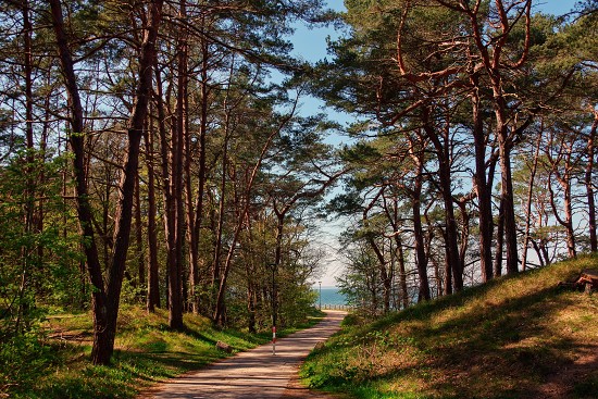Küstenwald in Zempin auf Usedom