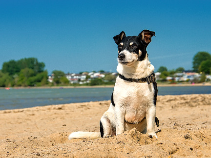 Hund an der Ostsee - hier gibt es Ferienwohnungen auf Usedom für den Urlaub mit Hund