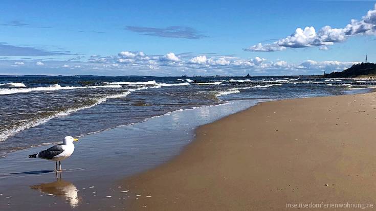 ferienwohnung-insel-usedom-vogelh2