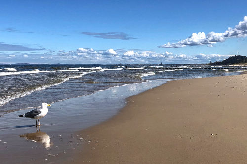 usedom-bansin-ostsee-vogel