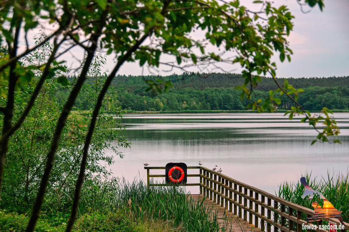 Koelpinsee-Usedom-See-Fruehjahr