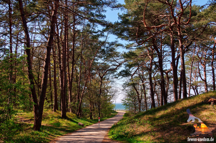 Zempin-Waldstrasse-Usedom