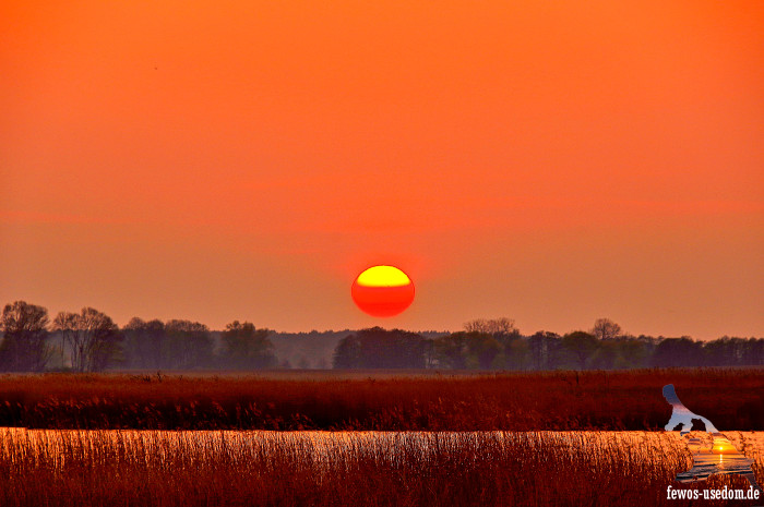 Achterland-InselUsedom-Sonnenuntergang