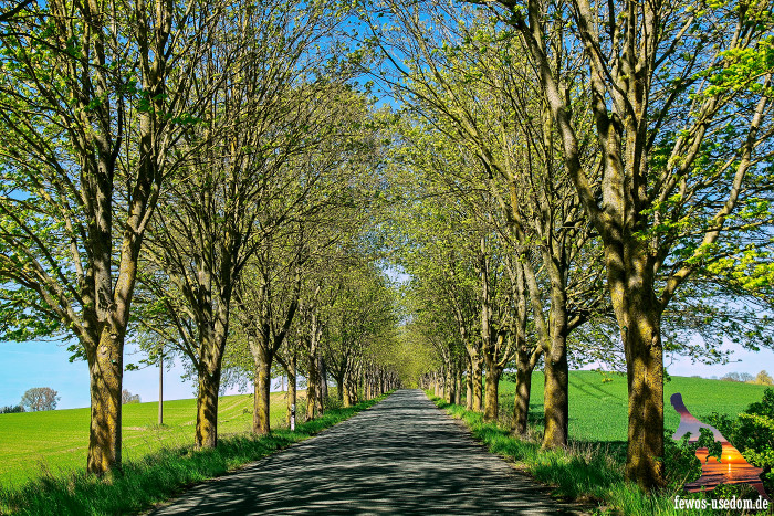 Achterland-Usedom-Allee-Krummin