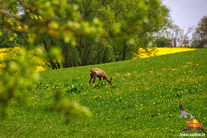Achterland-Usedom-Reh