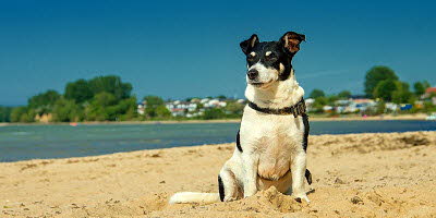 Ostsee Urlaub mit Hund auf Usedom